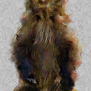 Grizzlysmall_card