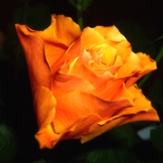 P1000829_card
