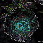 Dscf6343-a_card