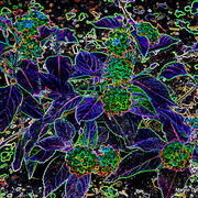 Dscf6495-a_card