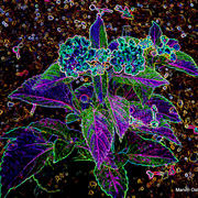 Dscf6514-a_card