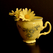 Dsc06116_card