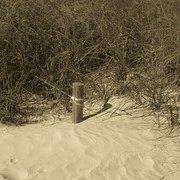 Sand_in_sepia_card