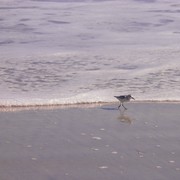 Little_sandpiper_card