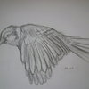 Blue_jay_by_grafietstift-d4ce7bh_thumb