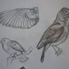 So_sing__pretty_nightingale_by_grafietstift-d4ce7hm_thumb