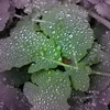 Dew_thumb