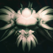 Orchidee_1024_card
