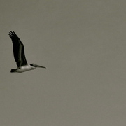 Dsc_0525_card