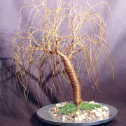 Leaning_willow_72dpi_up_card