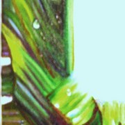 Folha_inset_card