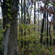 Forest_card