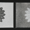 Zonnenbloem_thumb