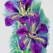 Violet_card