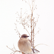 Mockingbird_card