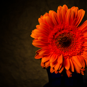 20111111-_dsc0061-6_card