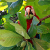 Macaw_heaven_thumb