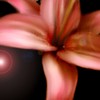 Petals_by_shademylife-d34s35c_thumb