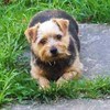 Brutus_at_door_thumb