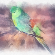 Budgie_card
