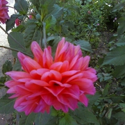 Photo-0002_card