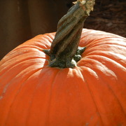 October_pumpkin_2011_card