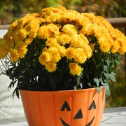 October_mums_2011_card