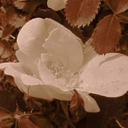 Sepia_flower_card