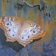 Butterfly_2_card