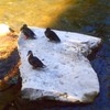 Lucky_ducks_small_thumb