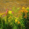 Autumns_art_small_thumb