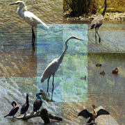 Wetlandbirdstoo_card