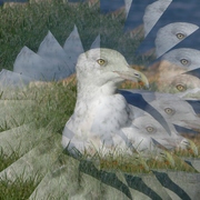 Gullrevisedillusion_card