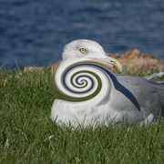 Gullrevisedwhirlandpinch_card