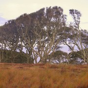 Trees_at_fort_fisher_sunset_card