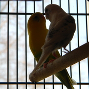 Bettybirdandanniebird_card