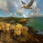Landing_card