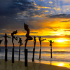Sunsetsilhouettesoriginal-3_thumb