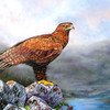Goldeneagle_thumb