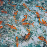 Goldfish_swimming_card