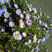 Flowers_card
