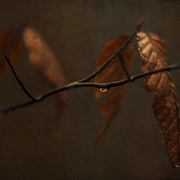 November_brown_card
