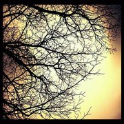 Treeeeeeeee_card
