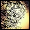Treeeeeeeee_thumb