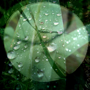 Dew_3_card
