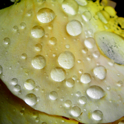 Dew_2_card