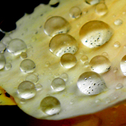 Dew_1_card