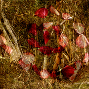 Kandos_rose_2w_card