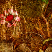 Kandos_rose_w_card