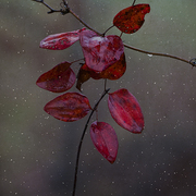 First_snow_card